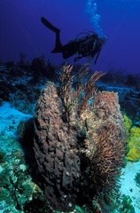 Diver and Sponge Cozumel Yucatan Mexico