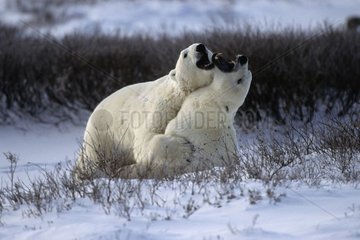 Male polar bears clashing State of Manitoba Canada