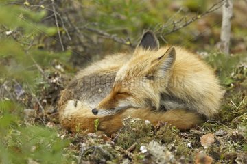 Red Fox in the Denali NP in Alaska