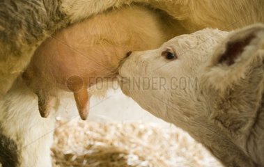 New-born calf sucking at its mother for the first time