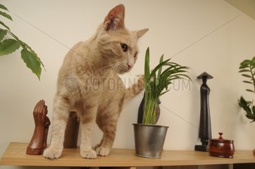 MÃ¤nnliche europÃ¤ische Katze auf einem MÃ¶belstÃ¼ck Frankreich