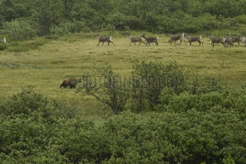 Brown bear at the approach of Caribou in the Denali NP