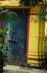 Wandernde Rinnenkatze vor der Tür des a laos Tempels