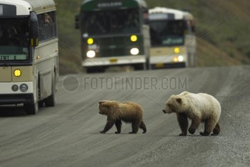 Brown bears on the road in the Denali NP Alaska
