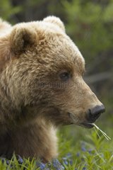 Portrait of a Brown bear in the Denali NP Alaska