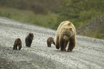 Female Brown bear and cubs in the Denali NP Alaska
