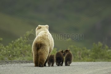 Female Brown bear and cubs in the Denali NP Alaska