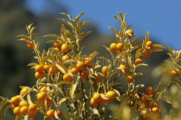 Kumquat fruit on the tree in Hyères