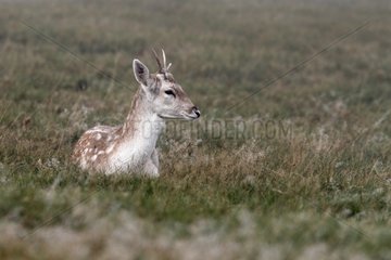 Fallow Deer laying in the mist in autumn