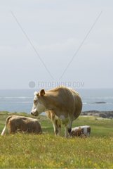 Irish cross cow at the seaside Ballyconnely Ireland