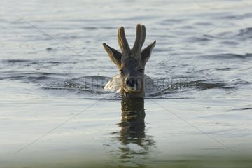 Male Roedeer swimming in the river Allier France