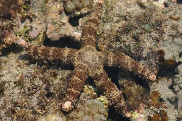 Mimicry of a sea star Candidasa Indonesia