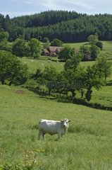 Charolaise cow in field in Saône et Loire