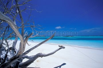 Dead tree on a beach of Gloriouses islands