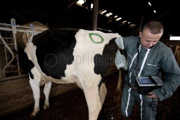Inseminator  der Ultraschall eine Holstein -Kuh durchführt