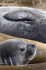 Young Elephant seal amidst its congeners in Falkland Islands
