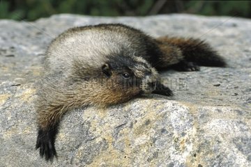 Hoary Marmot sleeping on rock Rocky Mountains Canada