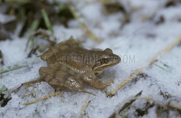 Agiler Frosch im Schnee im Winter Frankreich