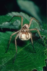Nursery-web spider carrying its cocoon