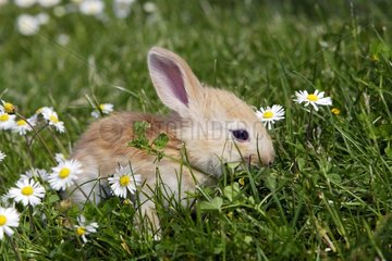 Small rabbit domesticates lying in the grass Alsace France