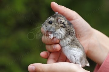 Russian Dwarf Hamster hand-held France