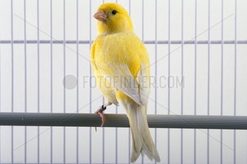 Canary posed on a bar of its cage