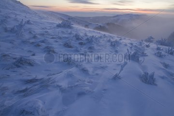 Vosges mountains in the snow at sunrise in winter