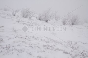 Heath in snow and fog on a Vosgean stubble