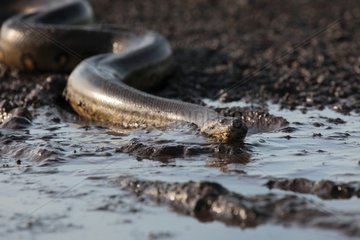 Anaconda crawling in the mud of the Llanos Venezuela