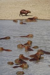 Group of Capybaras bathing Venezuelan llanos