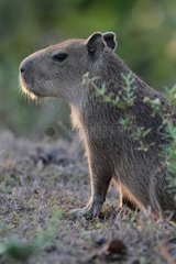 Young frightened Capybara Venezuelan llanos