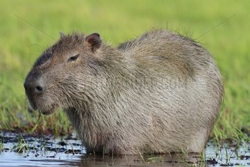 Capybara male eating grass Venezuelan llanos