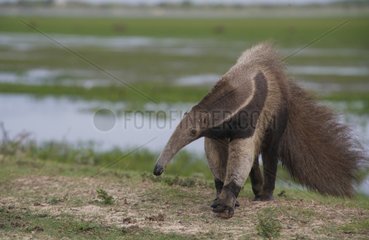 Giant anteater adult in the Venezuela Llanos