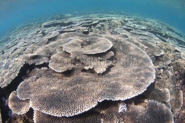 Shallow Hard Coral Garden - Komodo Indonesia