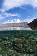 Shallow Hard Coral reef and island - Komodo Indonesia