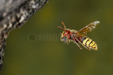 European hornet flying with prey - Spain