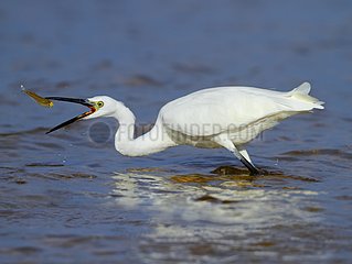 Little Egret fishing in water - Spain