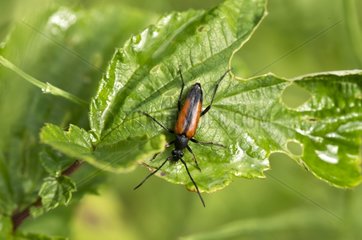 Black striped longhorn beetle on leaf - Denmark