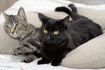Cats lying down on pillows