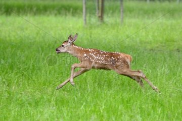 Red deer fawn running in a meadow in the Vosges - France