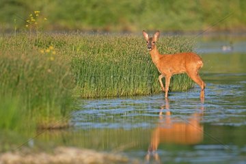 Roe deer at sunset in a pound - France