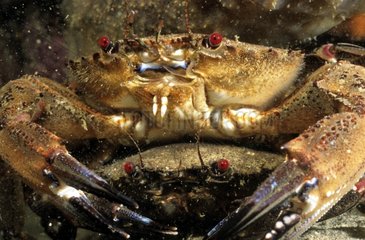 Velvet swimming crab Male on Female waiting the moult