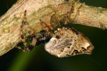 Spider suspended on a branch Sieuras Ariege France