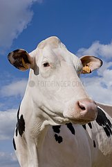 Porträt einer Kuh Holtstein Frankreich