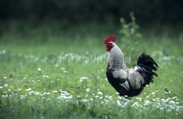 Cock Ardennaise breed in the grass Picardy France