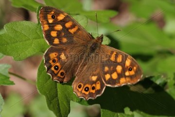 Close-up of a Speckled Wood France