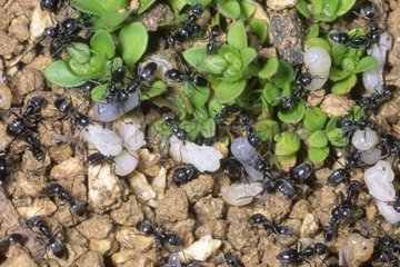 Ant group carrying larvas and pupas