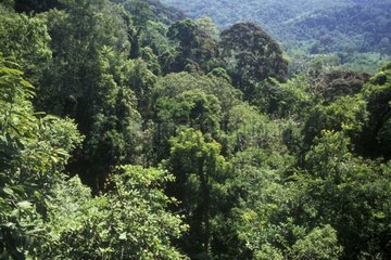 Feuchter tropischer Wald Sabah Borneo Malaisie