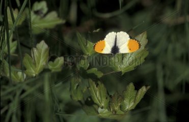 Aurore männlicher Schmetterling auf eine Frankreichblume gelegt