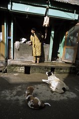 Hunde beobachten einen Stand Indien